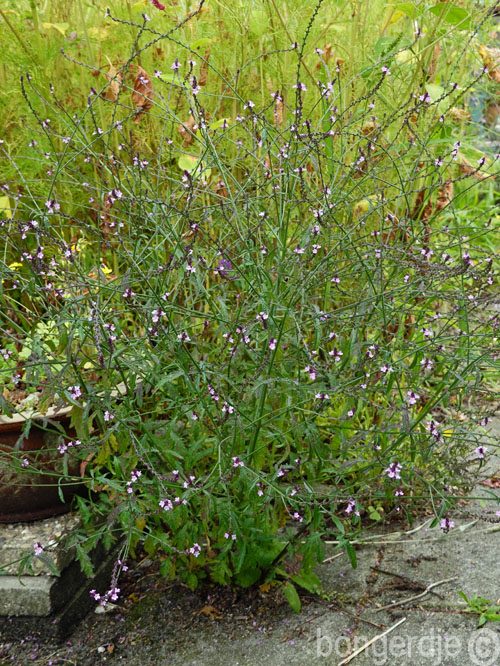  Verbena officinalis Bampton 