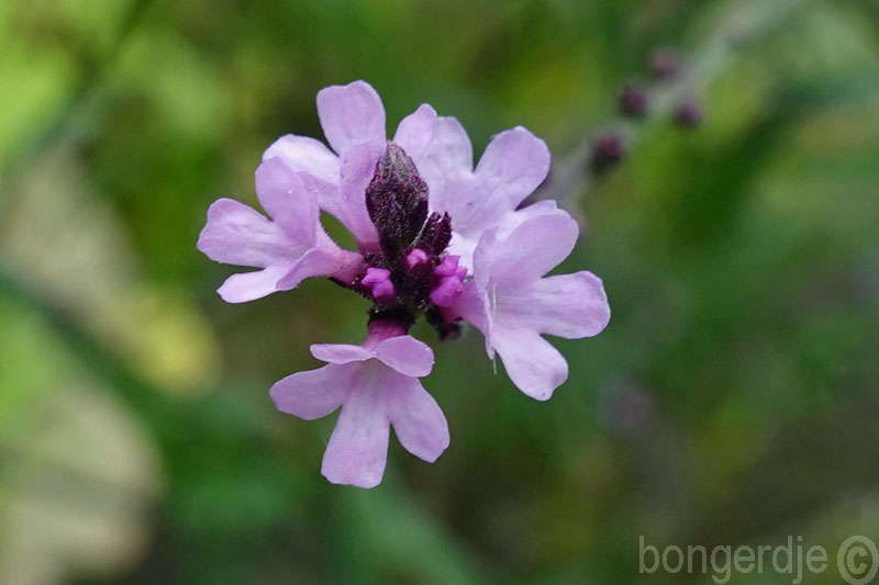  Verbena officinalis Bampton 
