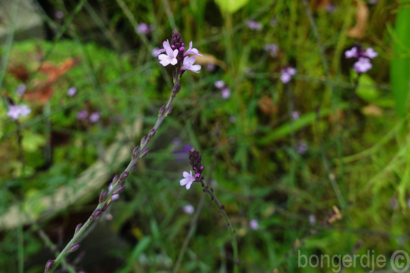  Verbena officinalis Bampton 