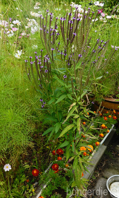  Verbena hastata Rosea 