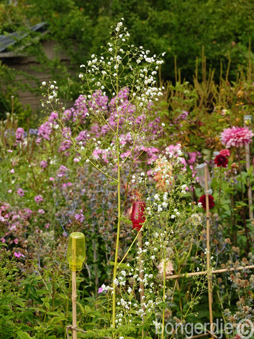  Thalictrum 'Splendide White' 