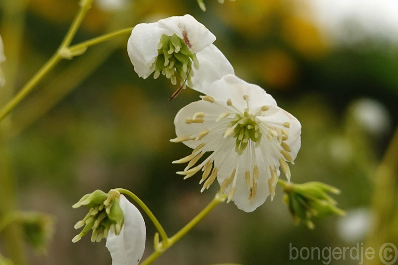  Thalictrum 'Splendide White' 