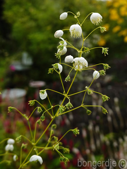  Thalictrum 'Splendide White' 