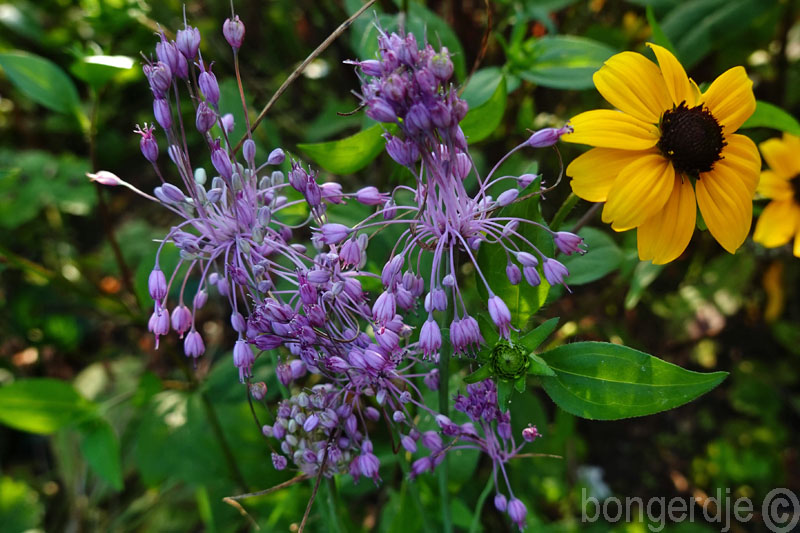  berglook 