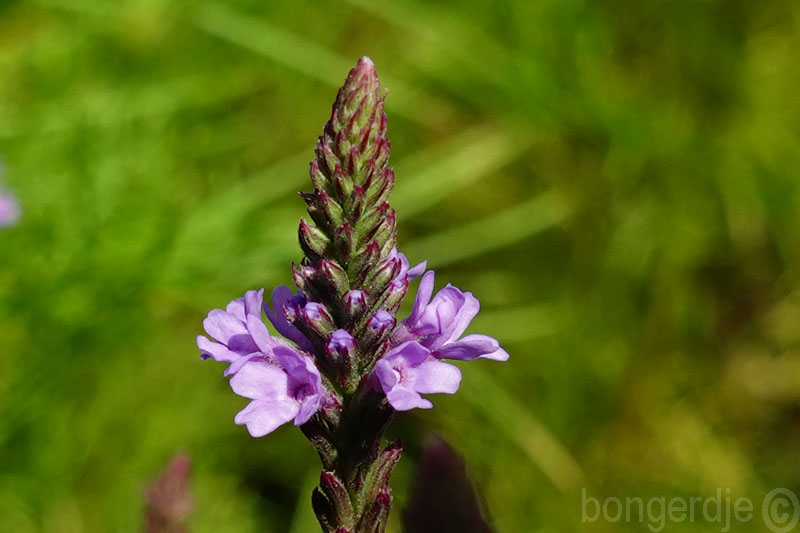  Verbena hastata Rosea 