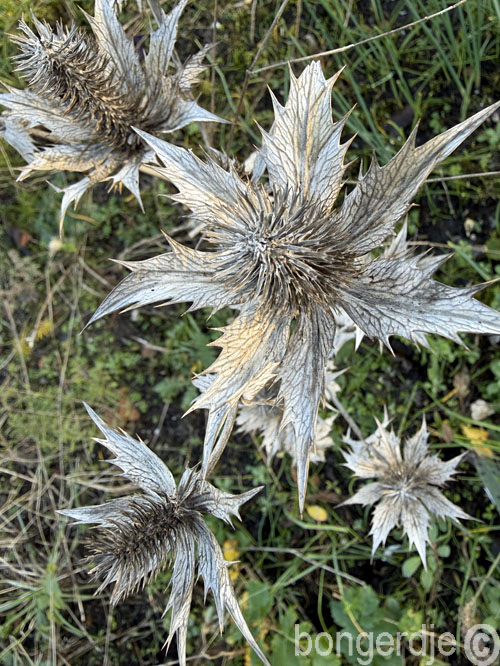   eryngium nog steeds prachtig in december 