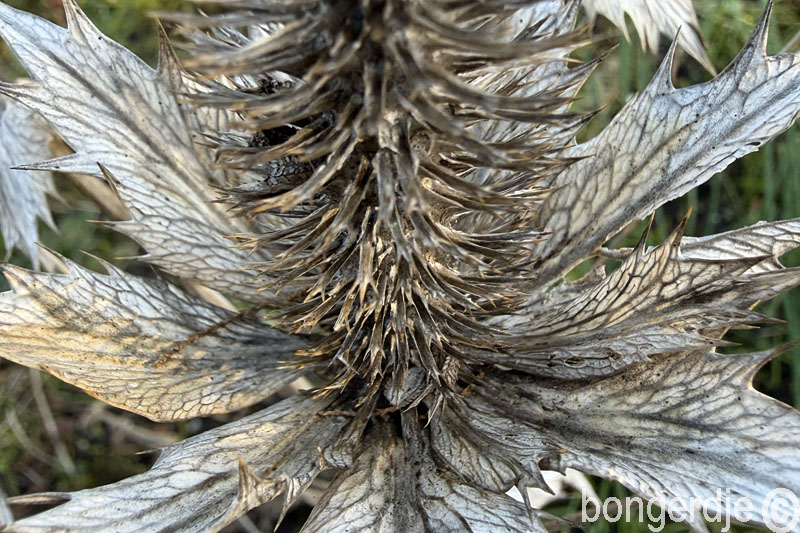   eryngium nog steeds prachtig in december 