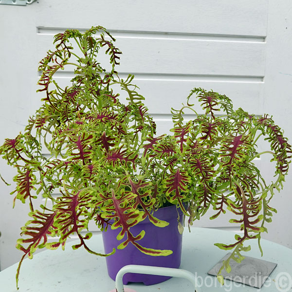  Coleus scutellarioides Skeletal 