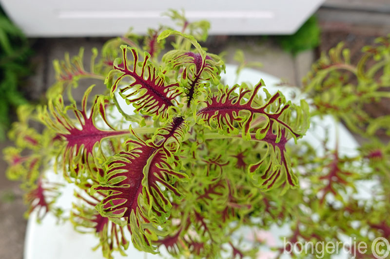  Coleus scutellarioides Skeletal 