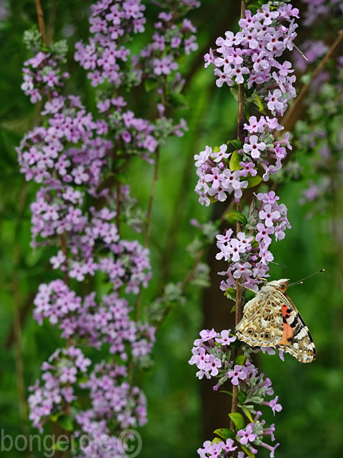  Buddleja alternifolia, een vlindermagneet 