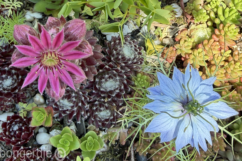  sempervivum oftewel huislook of daklook 