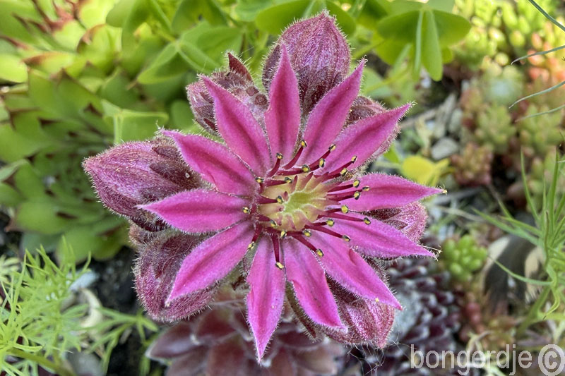  sempervivum oftewel huislook of daklook 