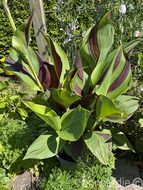  Canna Cleopatra met deels groene en rode bladeren 
