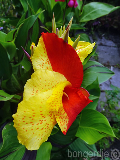  Canna Cleopatra met deels gele en rode bloemen 