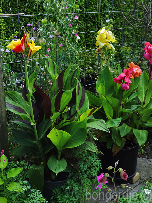  Canna Cleopatra en gewone Canna.  