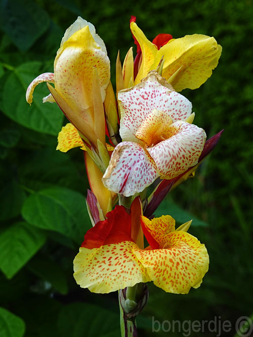  Canna Cleopatra met deels gele en rode bloemen 