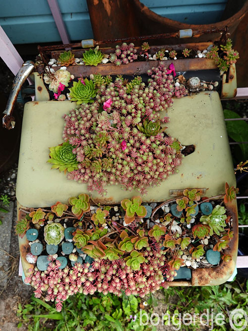  combinatie sempervivum en sedum op typemachine 