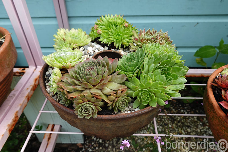  sempervivum oftewel huislook of daklook 