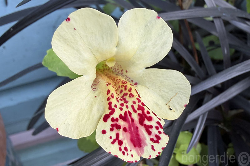  Maskerbloem oftewel Mimulus 