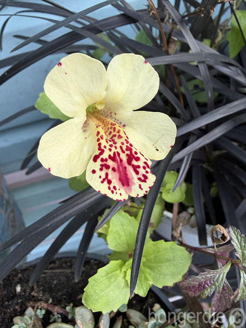  Maskerbloem oftewel Mimulus 