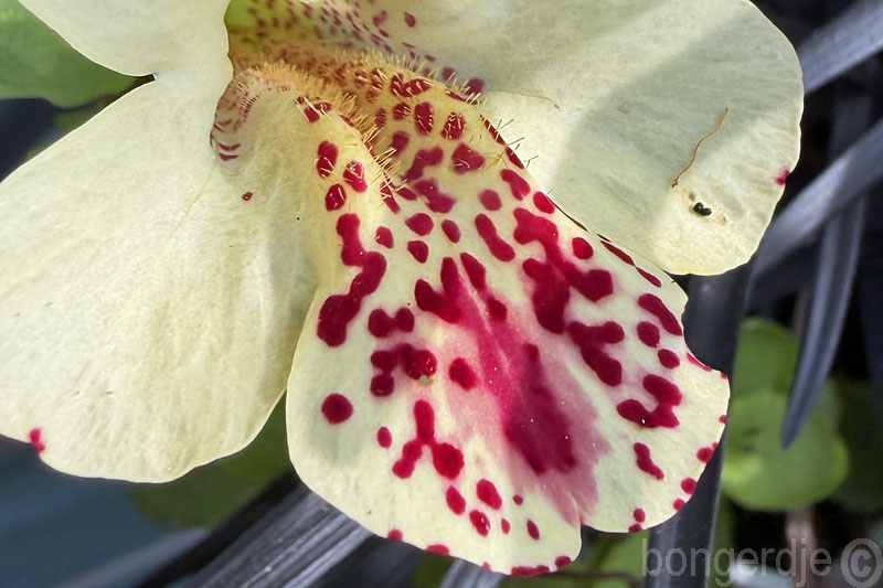  Maskerbloem oftewel Mimulus 