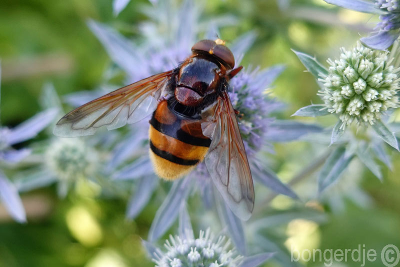 Stadsreus of hoornaarzweefvlieg (Volucella zonaria) 