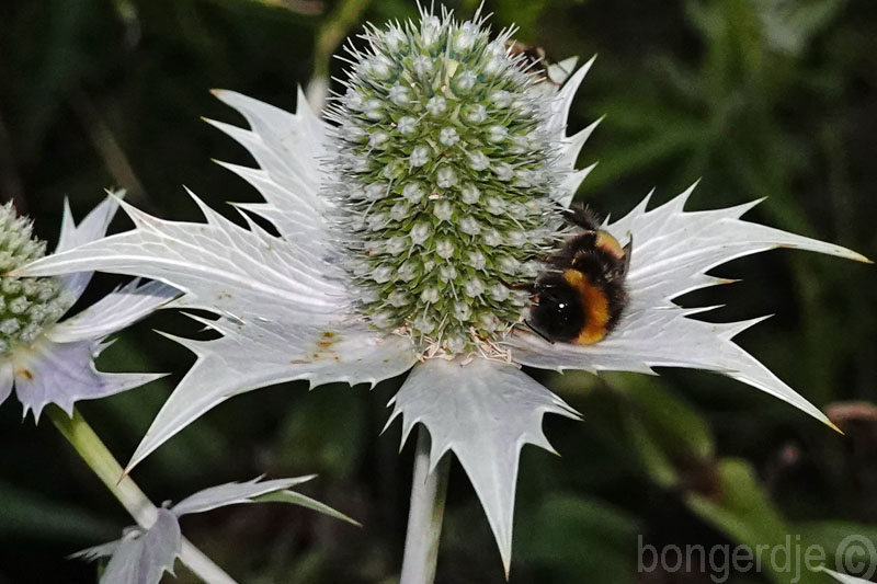  slapende insecten op bloemen 