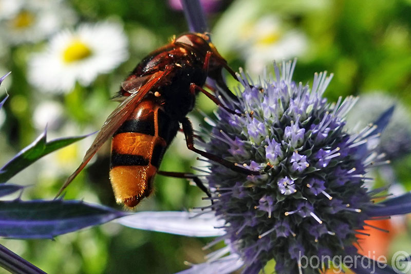  Stadsreus of hoornaarzweefvlieg (Volucella zonaria) 