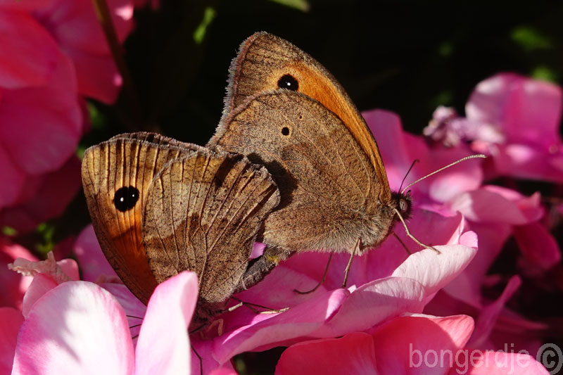  vlinder bruin zandoogje 