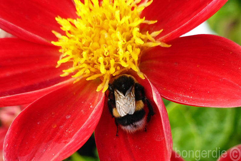  slapende insecten op bloemen 
