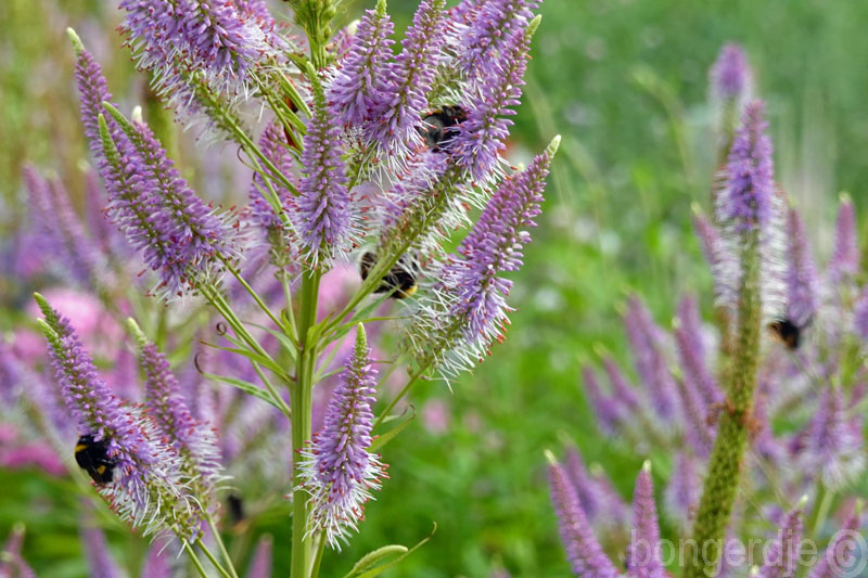  slapende insecten op bloemen 