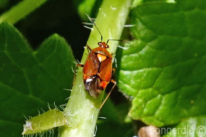   Deraeocoris ruber, vrouwelijk 