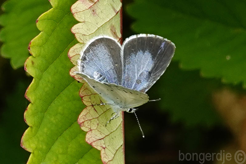  boomblauwtje 