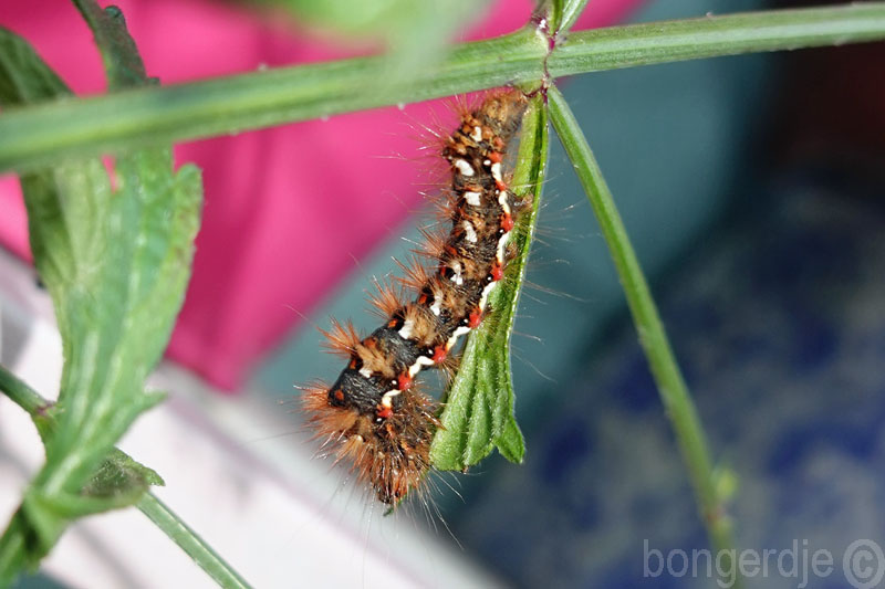  zuringuil rups 