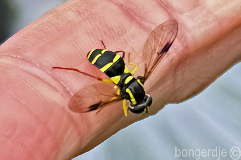  Xanthogramma, gewone citroenzweefvlieg  