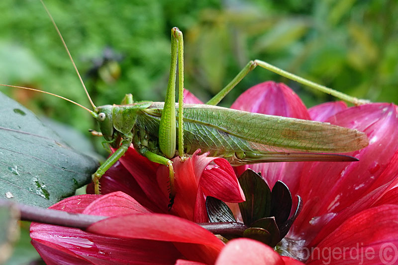  Grote groene Sabelsprinkhaan oftewel Tettigonia viridissima 