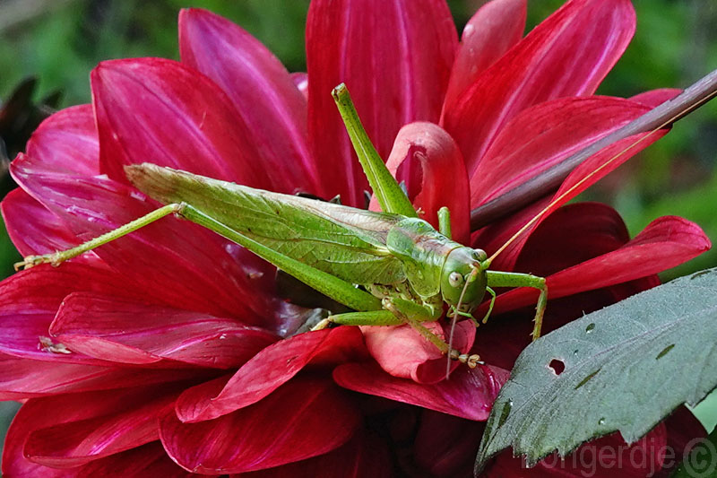  grote groene sabelsprinkhaan oftewel Tettigonia viridissima 