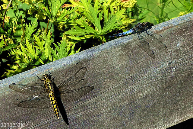 libelle platbuik