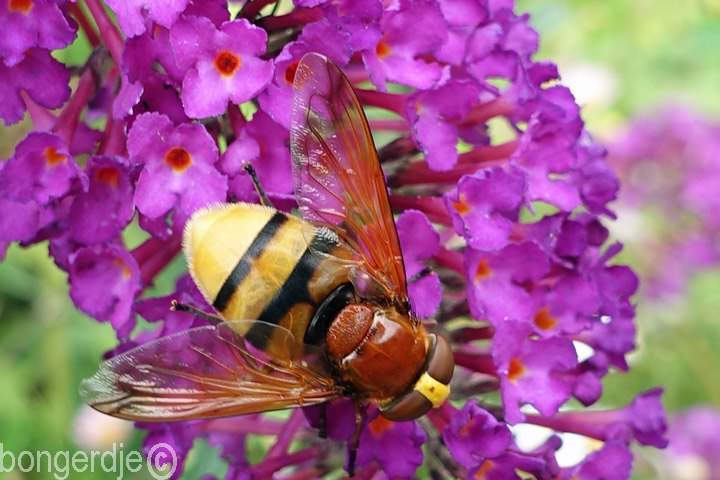 hoornaarzweefvlieg of stadsreus (Volucella zonaria)