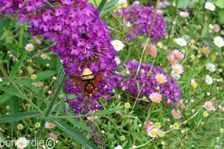 hoornaarzweefvlieg of stadsreus (Volucella zonaria)