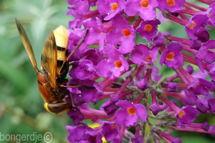 hoornaarzweefvlieg of stadsreus (Volucella zonaria)