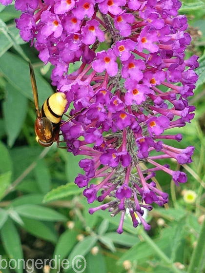 hoornaarzweefvlieg of stadsreus (Volucella zonaria)