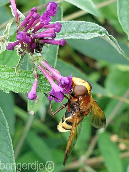 hoornaarzweefvlieg of stadsreus (Volucella zonaria) 