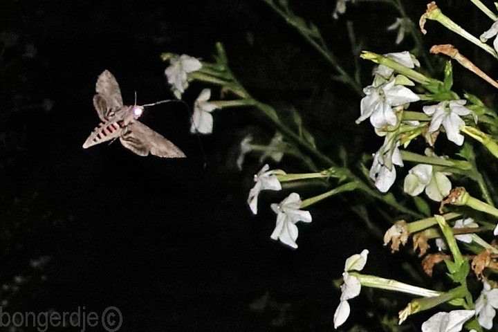  ligusterpijlstaart (Sphinx ligustri)