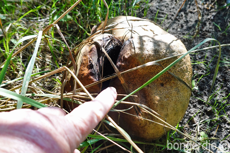  paddestoelen 