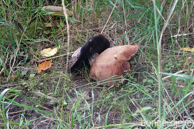  paddestoelen 