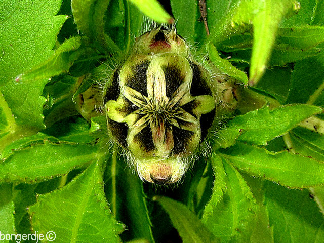 gele Scabiosa (Cephalaria gigantea)