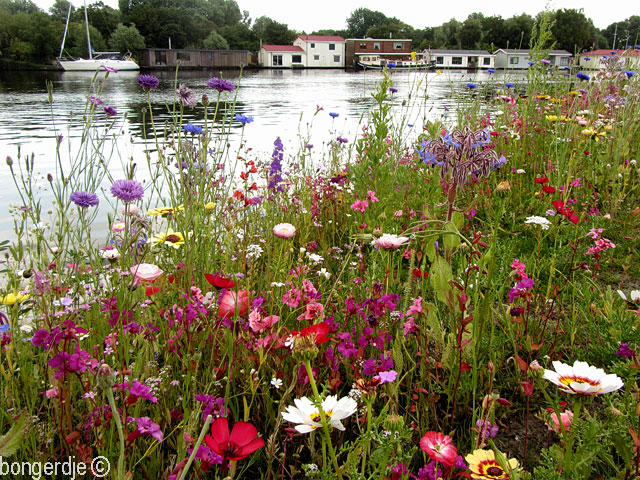 wilde bloemen