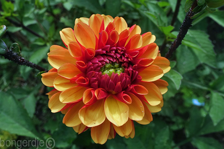 dahlia American Sunset Bongerd