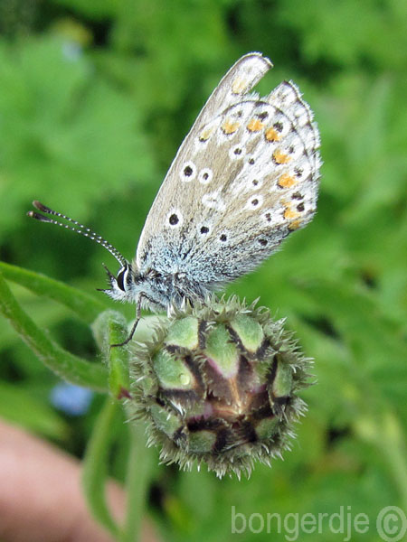  vlinder icarusblauwtje 